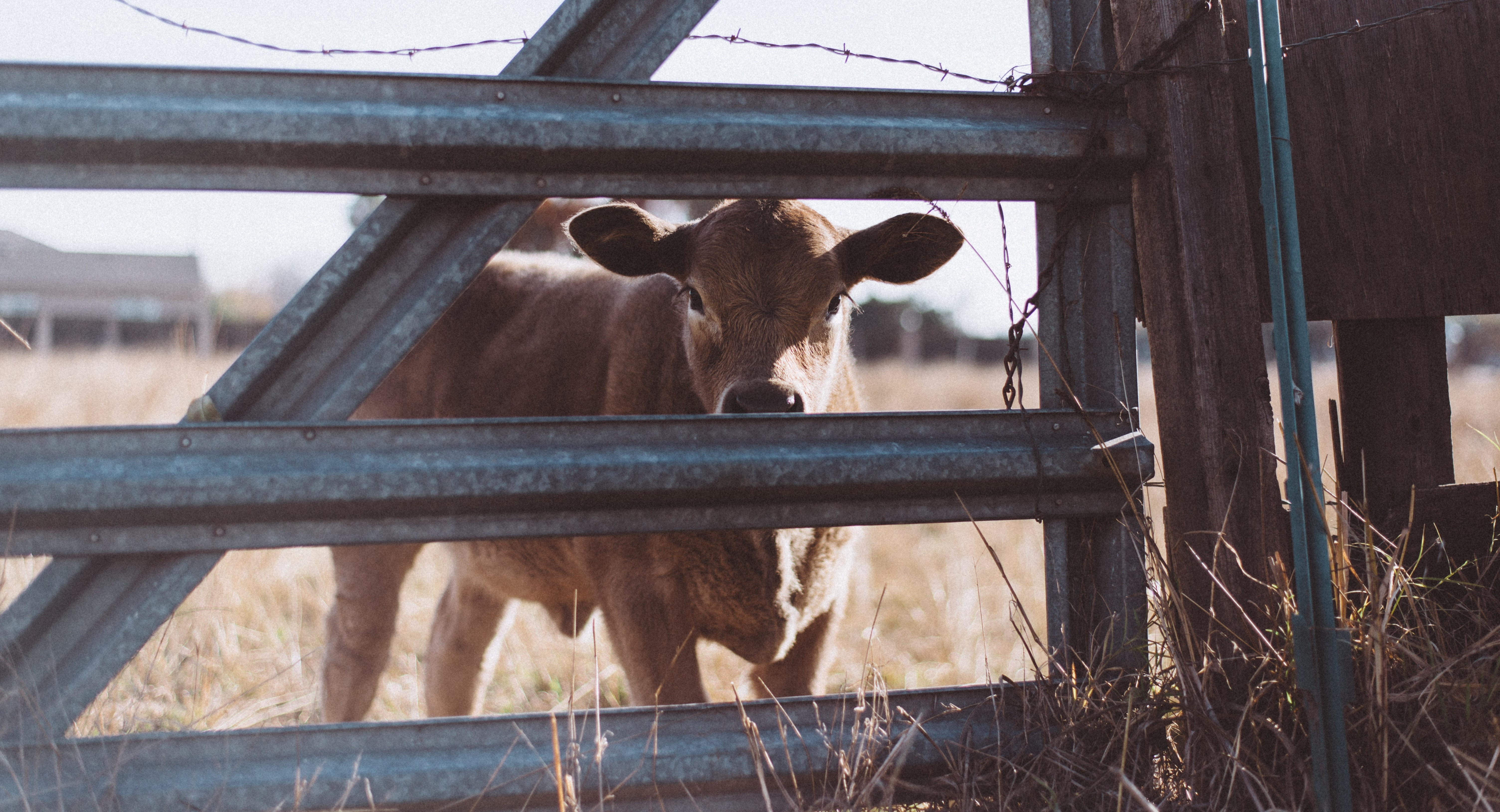 a cow in a ranch